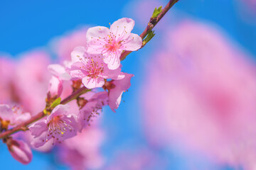 Pink peach blossom in spring, closeup