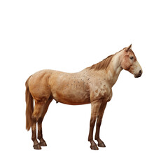 A horse standing in the transparent background