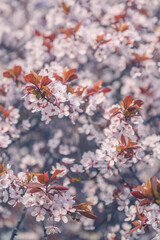 Cherry plum treetop in blossom