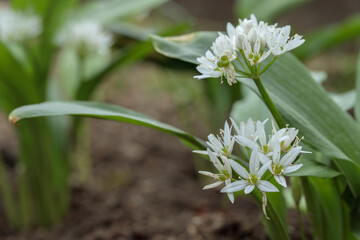 Wood garlic (Allium ursinum) in bloom. Space for your text. - obrazy, fototapety, plakaty
