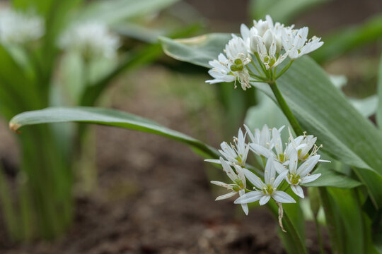 Wood garlic (Allium ursinum) in bloom. Space for your text.