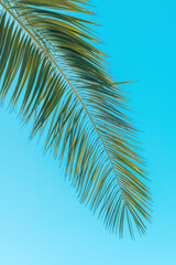 Palm tree leaf against blue sky, tropical summer season background