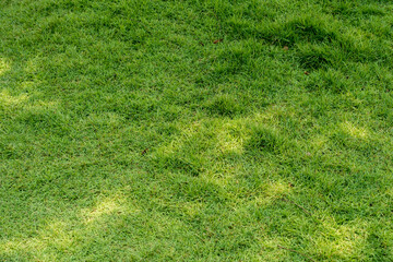 green grass, lawn on a sunny day. wide view of the lawn. natural background of grass.