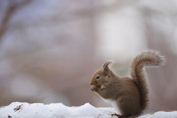  Japanese squirrel (Sciurus lis) is a tree squirrel in the genus Sciurus endemic to Japan.