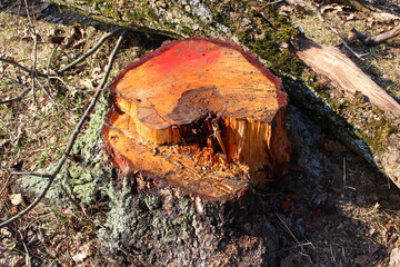 The stump of a large cut birch tree releases birch sap after felling