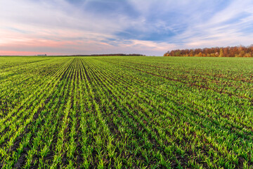 Beautiful sunset over a green field with rows of young wheat sprouts - obrazy, fototapety, plakaty