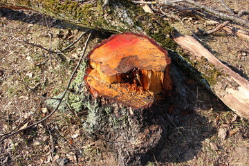 The stump of a large cut birch tree releases birch sap after felling