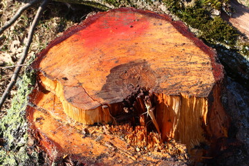 The stump of a large cut birch tree releases birch sap after felling