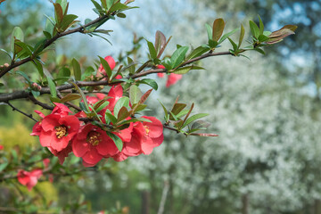 czerwone kwiaty  kwitnącego  krzewu na wiosnę - obrazy, fototapety, plakaty