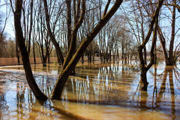Trees in the water during a strong spring river flood