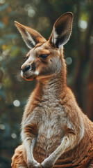 closeup of a Kangaroo sitting calmly, hyperrealistic animal photography, copy space for writing