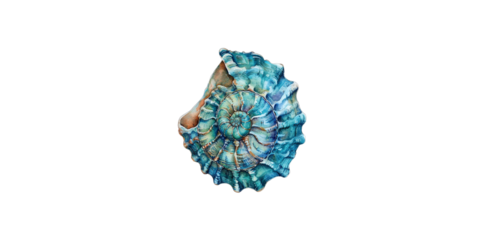 
Watercolor illustration of seashell, turquoise and teal colors, white background
