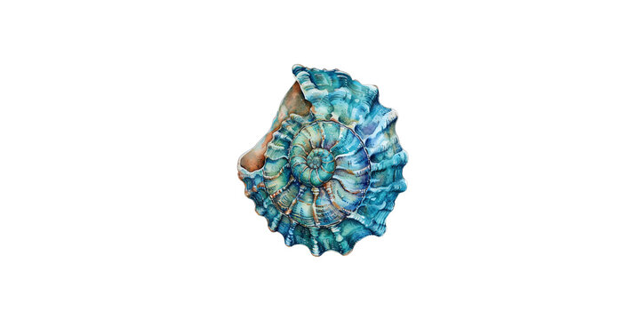 
Watercolor illustration of seashell, turquoise and teal colors, white background