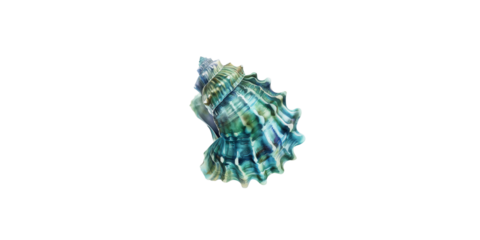
Watercolor illustration of seashell, turquoise and teal colors, white background