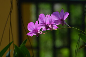 Dendrobium orchids with bright flower colors and look very beautiful. Usually pure white, a...