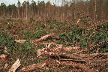 Woodland Trunk Stack. Climate Crisis Effects