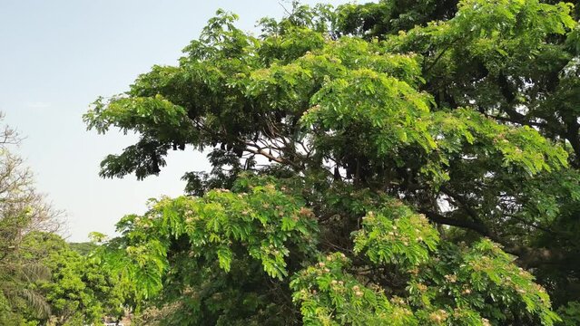 Fruit Bats Hanging From Trees drove 180d wide view in Kolhapur