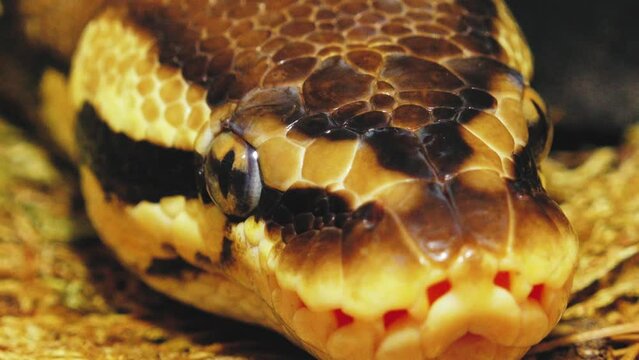 A python strangles a snake held by a man