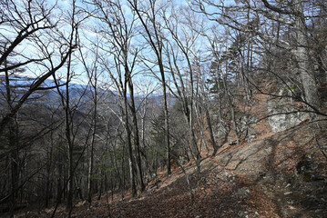 Fototapeta premium Climbing Mt. Ogura, Nagano, Japan