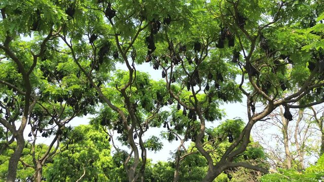 Fruit Bats Hanging From Trees wide drove view in Kolhapur