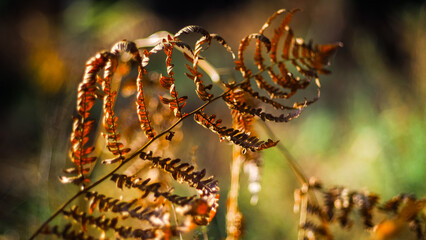 Vue rapprochée de feuilles de fougère, en automne