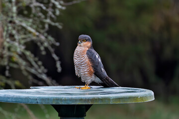 Sparrow hawk