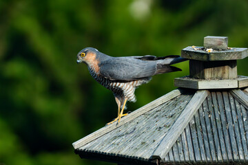 Sparrow hawk