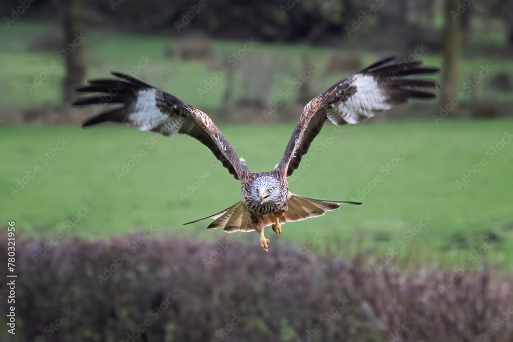 Poster A red kite, milvus milvus, is captured in flight towards the camera. It is flying low with its wings spread upwards. A hedge and fields are in the background