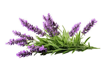 Lavender Flowers on White Background. On a White or Clear Surface PNG Transparent Background.