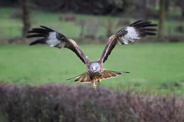 A red kite, milvus milvus, is captured in flight towards the camera. It is flying low with its wings spread upwards. A hedge and fields are in the background