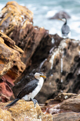 Sea birds perched on rocky shore overlooking the ocean. 