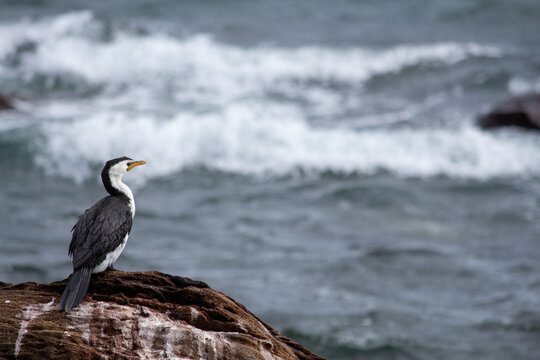 Sea bird perched on rocky shore overlooking the ocean. 