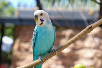 Obraz premium Closeup of a parakeet perched in a cage