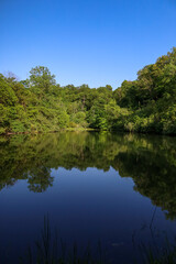 Fototapeta na wymiar Vertical shot of a pond surrounded by lush greenery on a sunny day