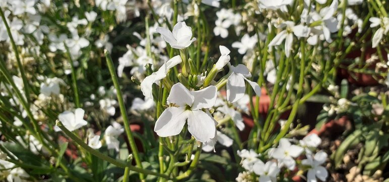 White Matthiola Incana Flowers Blooming on Flowers Background