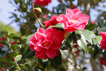 Beautiful camellia flower on tree. The Expo’70 Commemorative Park, Osaka, Japan