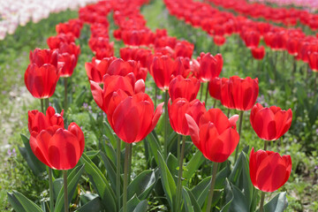 Beautiful tulip flower garden. The Expo’70 Commemorative Park, Osaka, Japan