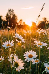 A field with daisies at sunset