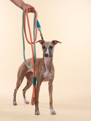 An Greyhound dog stands tall, adorned with a braided leash. Pet in studio - 780327793