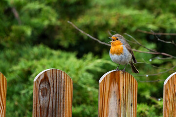 Robin