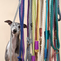 A curious Greyhound dog peeks through colorful leashes. Pet in studio - 780328171