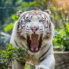 white tiger yawning