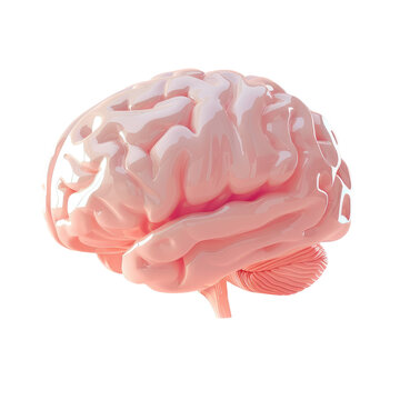 Pink human brain model on Transparent Background
