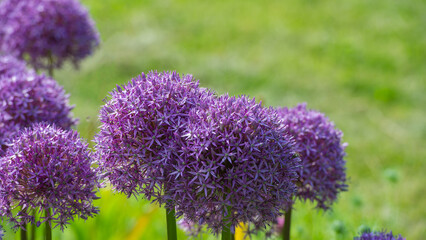 Lilac flowers Allium are on the background of green grass. - 780331331