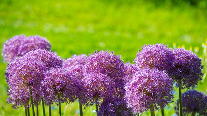 Lilac flowers Allium are on the background of green grass. - 780331373