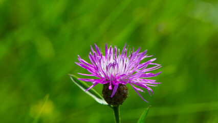 Cornflower flower on a blurred green meadow background. - 780331506