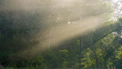 Sun rays in the evening fog against the background of the forest.