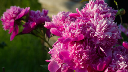 Pink peony flowers in the summer garden. - 780331562