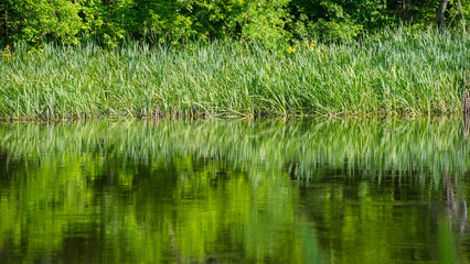 River and shore in green reeds and trees.
