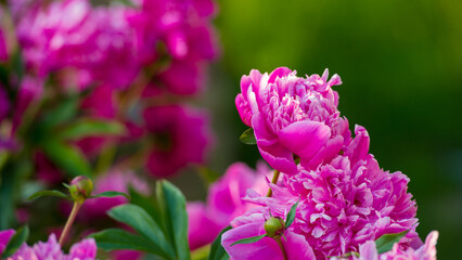 Pink peony flowers in the summer garden. - 780331596